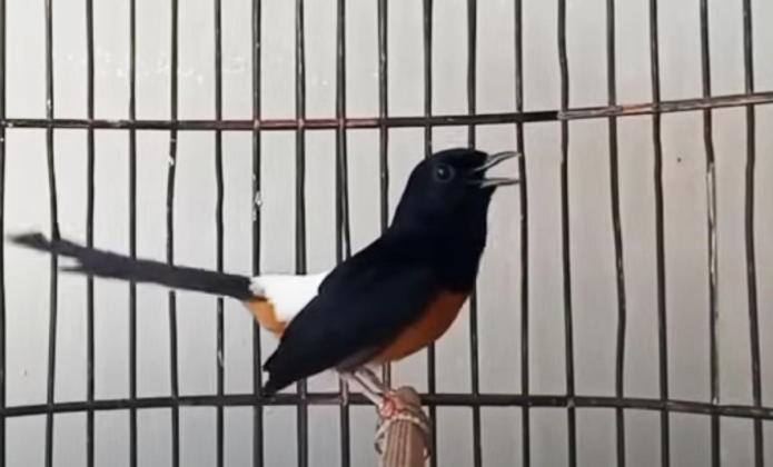 Rahasia Perawatan dan Setingan Murai Batu untuk Kontes: Burung Tampil Prima!