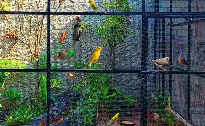 Aviary Mini Jadi Pilihan Praktis dan Estetis untuk Pecinta Burung