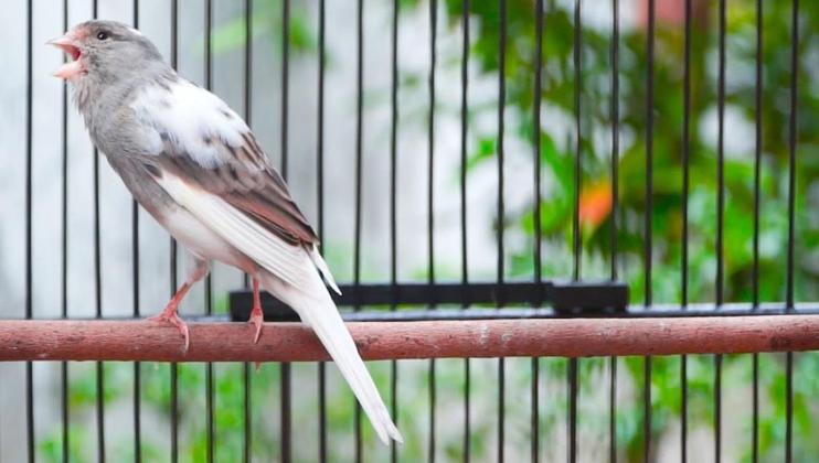 Panduan Lengkap Beternak Burung Kenari Panda: Rahasia Mencetak Warna Simetris