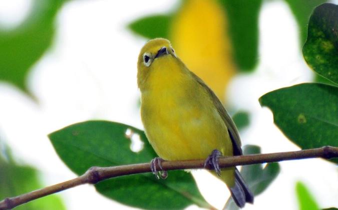 Panduan Ternak Burung Pleci dengan Metode Sangkar Gantung: Cara Praktis untuk Pemula!