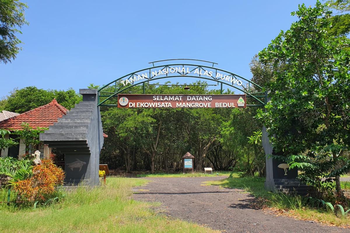 Hutan Mangrove Bedul Rekomendasi Wisata Banyuwangi yang Menyimpan Keindahan Alam