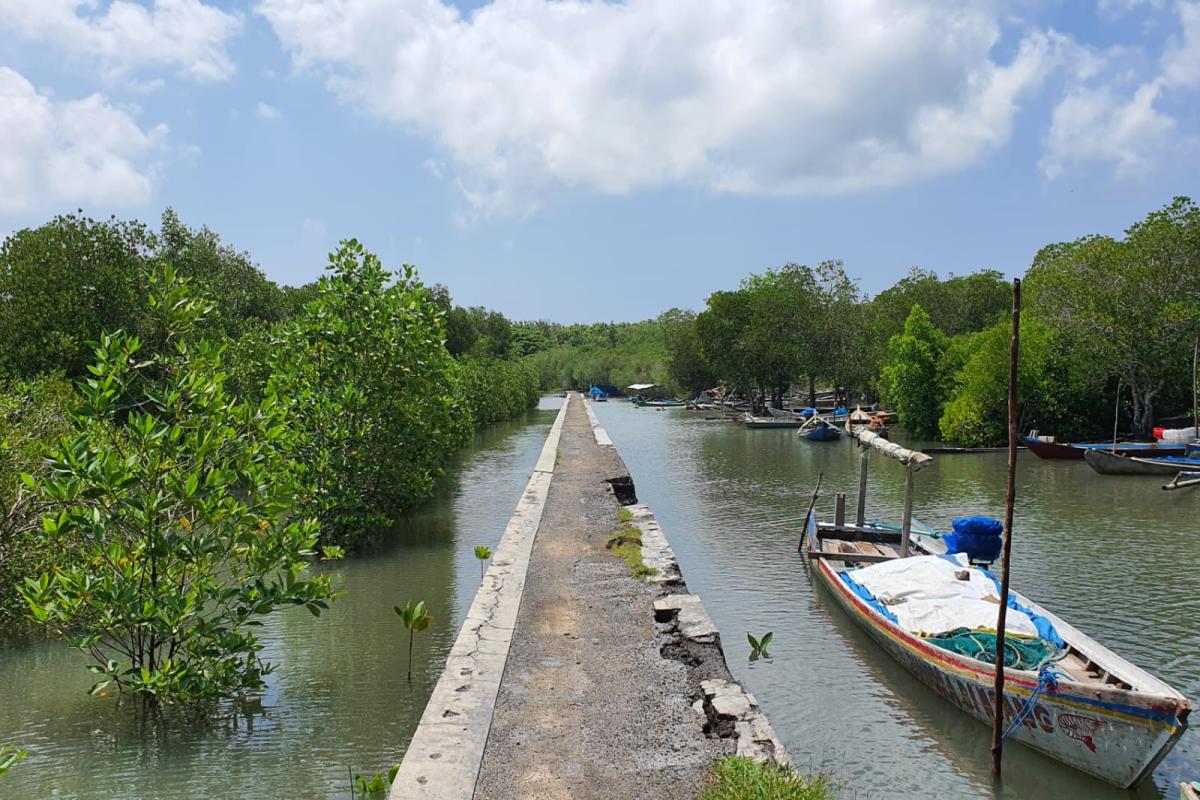 Hutan Mangrove Bedul Rekomendasi Wisata Banyuwangi yang Menyimpan Keindahan Alam 093723