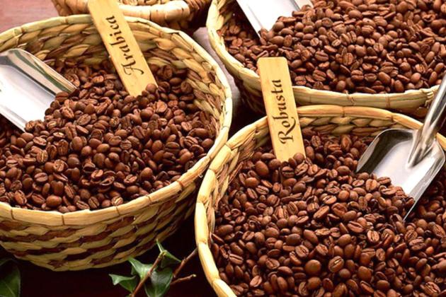 Kopi Arabika vs Robusta: Mana yang Lebih Nikmat? Simak Perbedaannya!