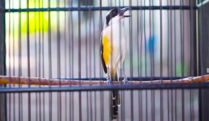 Begini Cara Meningkatkan Birahi Burung Cendet agar Makin Gacor dan Fighter!