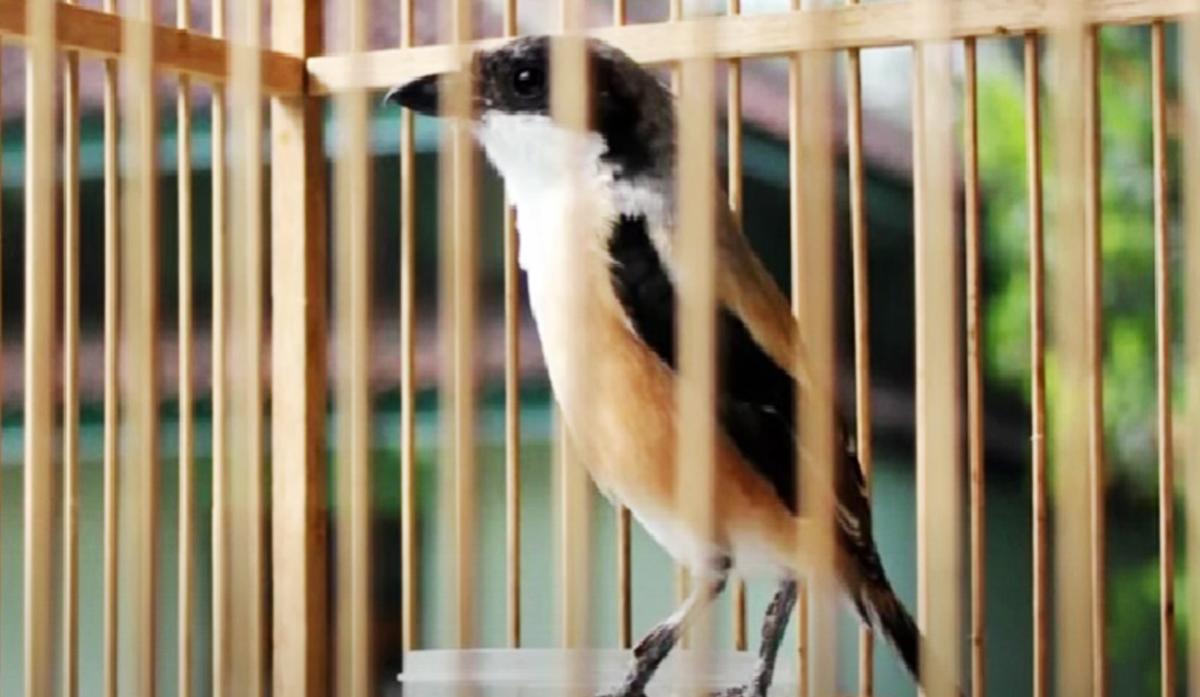 Rahasia Merawat Burung Cendet: Panduan Lengkap Agar Gacor dan Sehat!