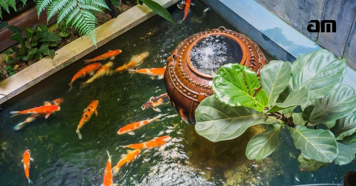 10 Cara Membuat Kolam Ikan Sendiri di Halaman Rumah yang Sehat dan Indah