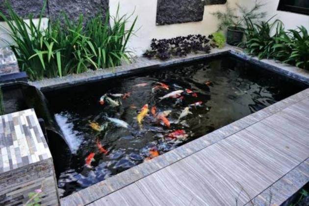 Tips Merawat Kolam Ikan Minimalis di Rumah Agar Peliharaan dan Tanaman Tetap Sehat