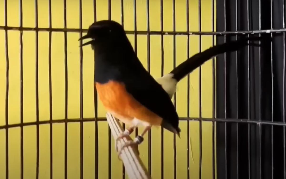 Tips Jitu Rawatan Harian Murai Batu: Burung Sehat dan Makin Gacor!