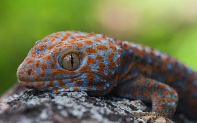 10 Cara Alami Usir Tokek dari Rumah, Dijamin Aman dan Efektif!