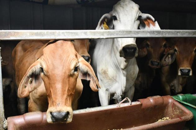 Panduan Lengkap Memilih Hewan Kurban untuk Idul Adha 2025