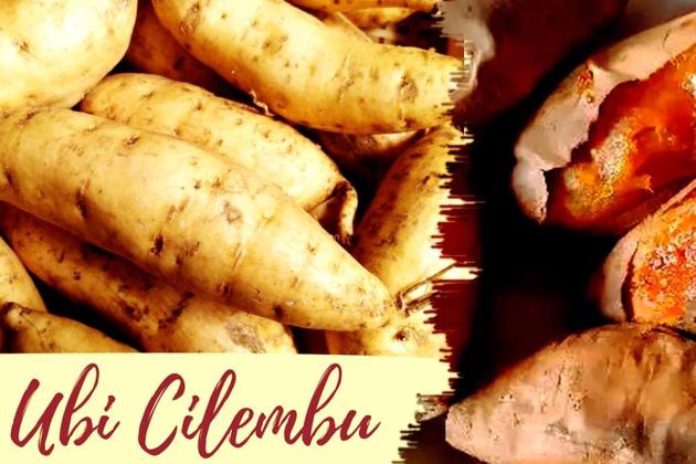 Ubi Cilembu Madu: Kelezatan Manis Alami dengan Harga yang Pantas