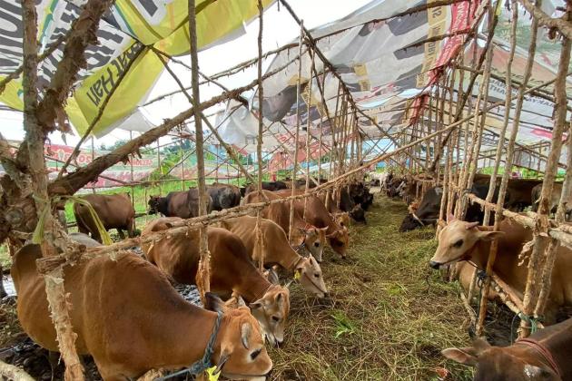 Harga Kambing Kurban 2025: Prediksi, Faktor Pengaruh, dan Tips Beli Cerdas