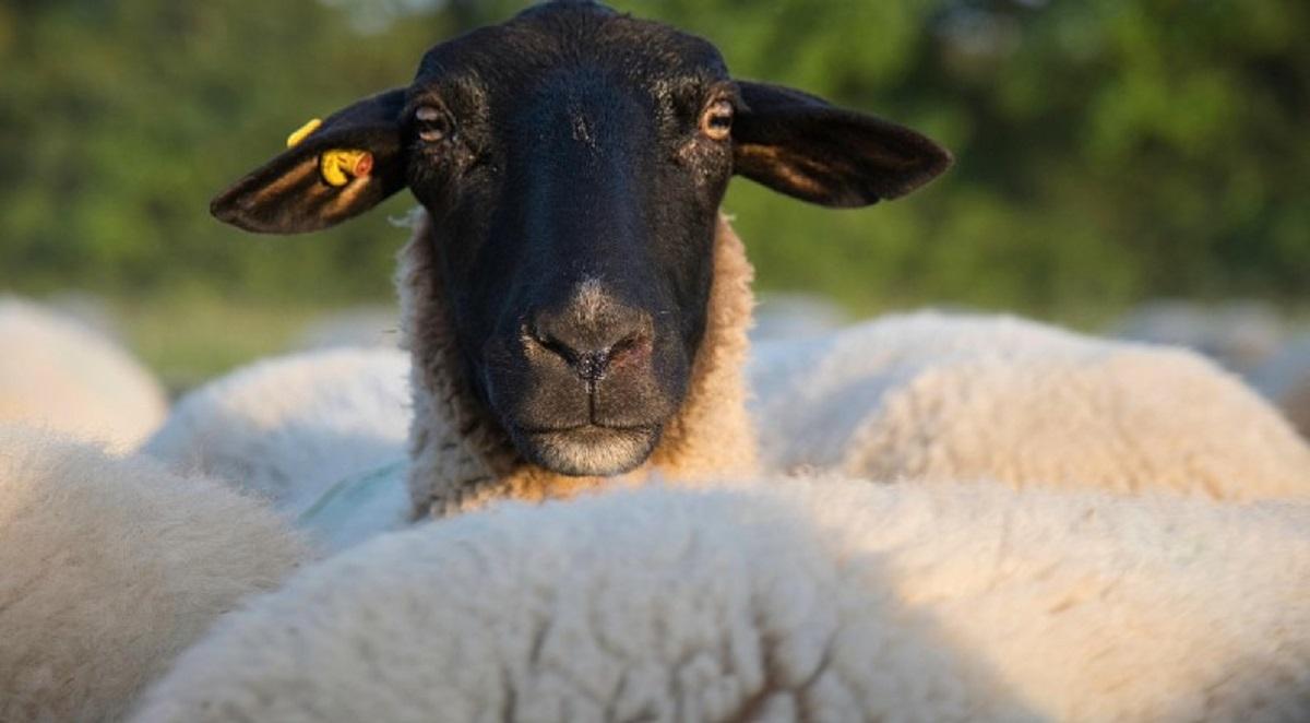 Mitos atau Fakta: Benarkah Daging Kambing Picu Darah Tinggi? Ini Penjelasan Ilmiahnya?