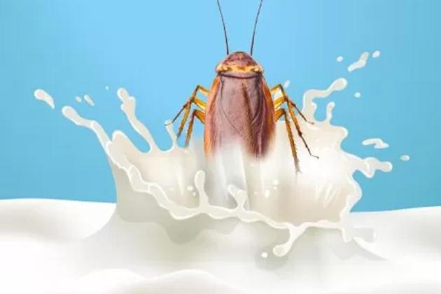 Susu Kecoa! Superfood Masa Depan yang Tak Pernah Terbayangkan