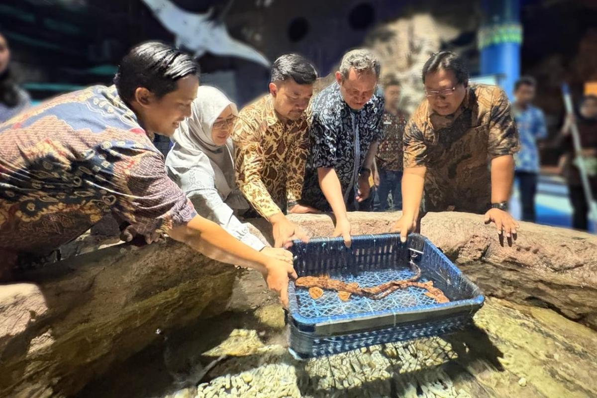 Rayakan Ulang Tahun ke 33, Spesies Langka Hiu Berjalan Hadir di Sea World Ancol