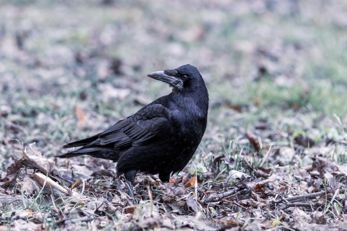 Suara Burung Gagak dan Keyakinan Masyarakat Tentang Kematian