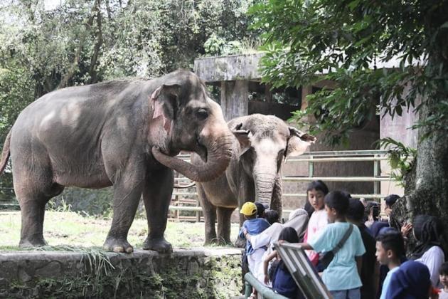 Bukan Sekadar Kebun Binatang, Ragunan Punya Atraksi Spesial Akhir Tahun