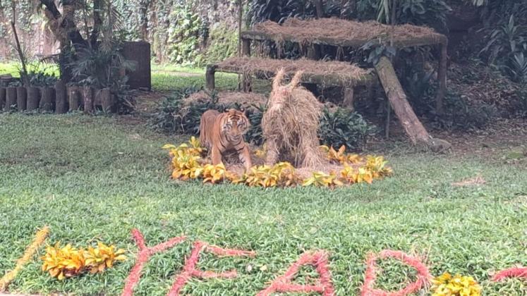 Kisah Heroik di Balik Feeding Time Ragunan: Rahasia Fahmi Jinakkan Harimau Sumatera