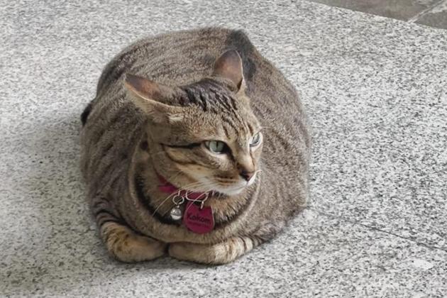 Bertemu Kucing Viral Kokom, Pegawai Unik di Kementerian PU yang Bikin Gemas