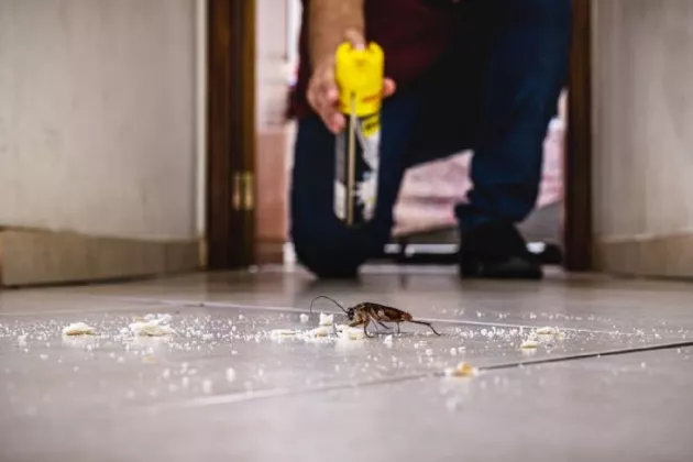 7 Tips Ampuh Mengusir Kecoa dari Rumah: Jaga Kebersihan dan Hindari Penyakit Berbahaya