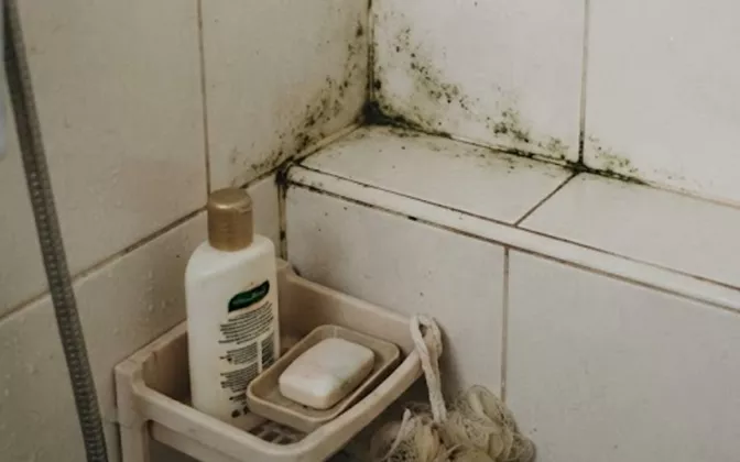 Bersih Seketika! Ini 4 Bahan Rumahan untuk Hilangkan Lumut di Kamar Mandi