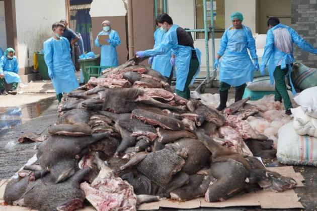 Barantin Gagalkan Penyelundupan 2,9 Ton Daging Celeng Pelabuhan Merak