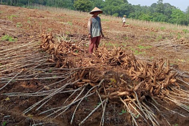 Rycko Menoza: Negara Kemana? Saat Harga Singkong Anjlok! Lampung Prihatin