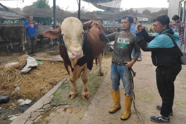 Prabowo Beli Sapi Kurban Jenis Simmental Seberat 1,1 Ton dengan Harga Rp85 Juta, Ini Penampakannya