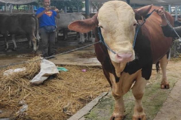 Prabowo Beli Sapi Kurban Seberat 1,1 Ton Seharga Rp85 Juta, Peternak BBS: Kami Pelihara 1 Tahun
