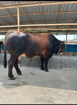 Baron, Sapi Kurban Prabowo 1,1 Ton Siap Jadi Primadona Iduladha 2025 di Jakarta