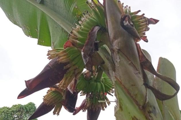 Fenomena Langka: Pohon Pisang di Ternate Berbuah Empat Tandan