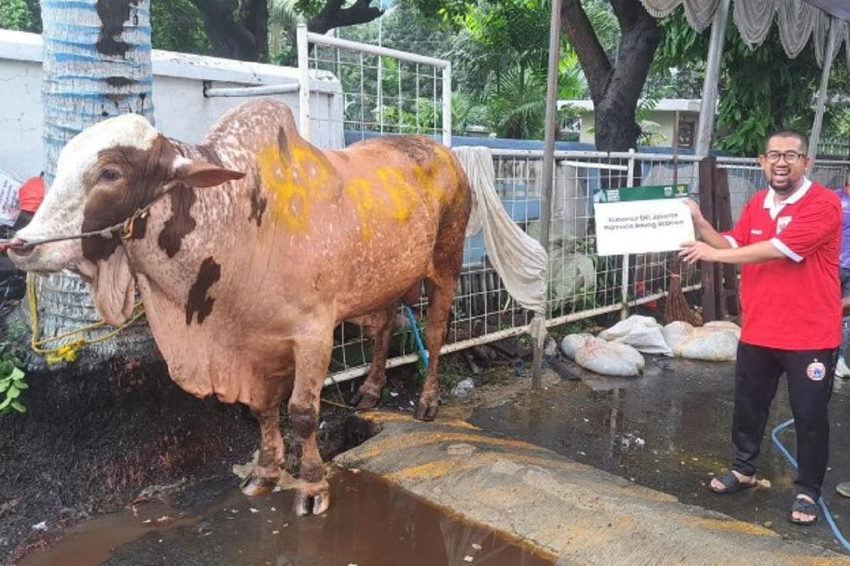 Yayasan Haji Lulung Potong 41 Hewan Kurban, Sapi Milik Gubernur Pramono Seberat 1 Ton