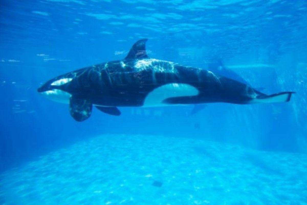 Beredar Video Jessica Pelatih Paus Orca Diserang, Ini Fakta Sebenarnya!