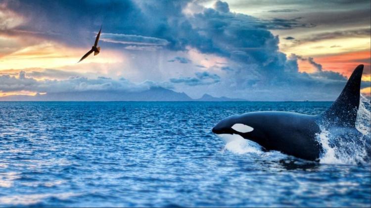 Mengenal Ikan Paus Orca, Predator Laut Berjuluk Paus Pembunuh