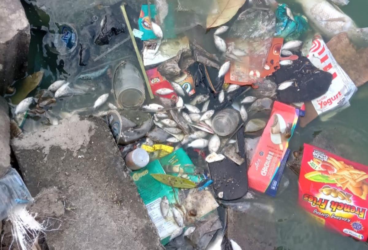 Ditemukan Ribuan Bangkai Ikan, Air Situ Cangkring Tangerang Diduga Tercemar Limbah Industri 