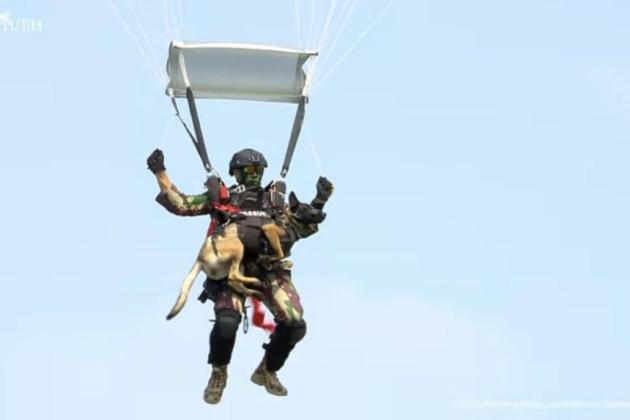 Atraksi Memukau Prajurit TNI Terjun Payung Sambil Bawa Anjing di HUT Ke-80 TNI