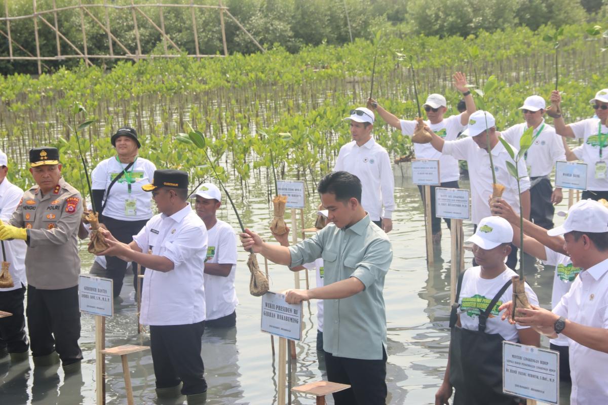 Gibran Rakabuming Raka Tanam Mangrove di Pesisir Tangerang