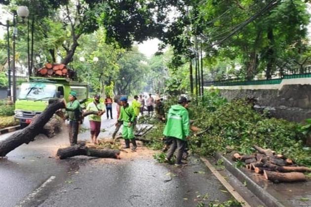 Cegah Pohon Tumbang di Jakarta, Pramono Bakal Pasang Penyangga di 5000 Pohon
