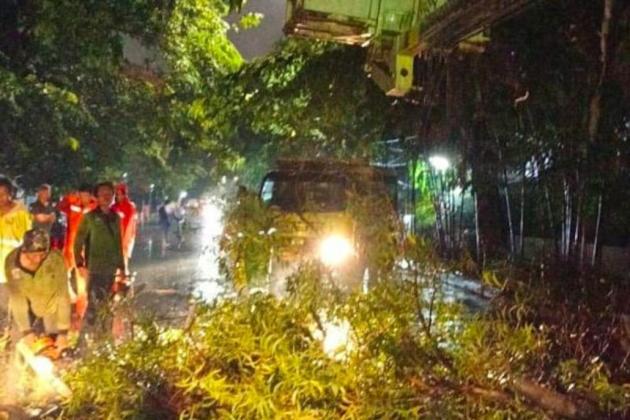 Jakarta Ganti Pohon Tua dengan Jenis Tahan Angin untuk Keamanan Warga