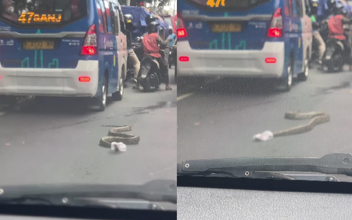 Ular Sanca Raksasa Muncul di Tengah Kota, Ada Plastik Nyangkut di Kepalanya!