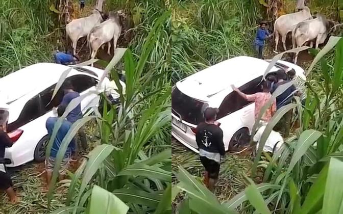 Viral! Mobil Terperosok di Rembang Dievakuasi Pakai Sapi, Warga Kompak Bantu Tarik ke Jalan