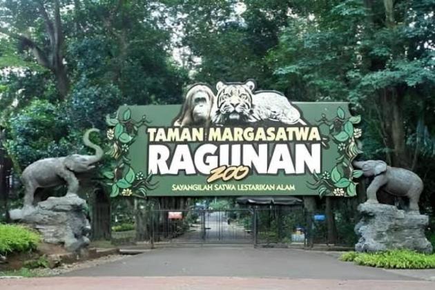 Fakta Terkini di Balik Viral Harimau Kurus Ragunan, Bukan Karena Kelaparan
