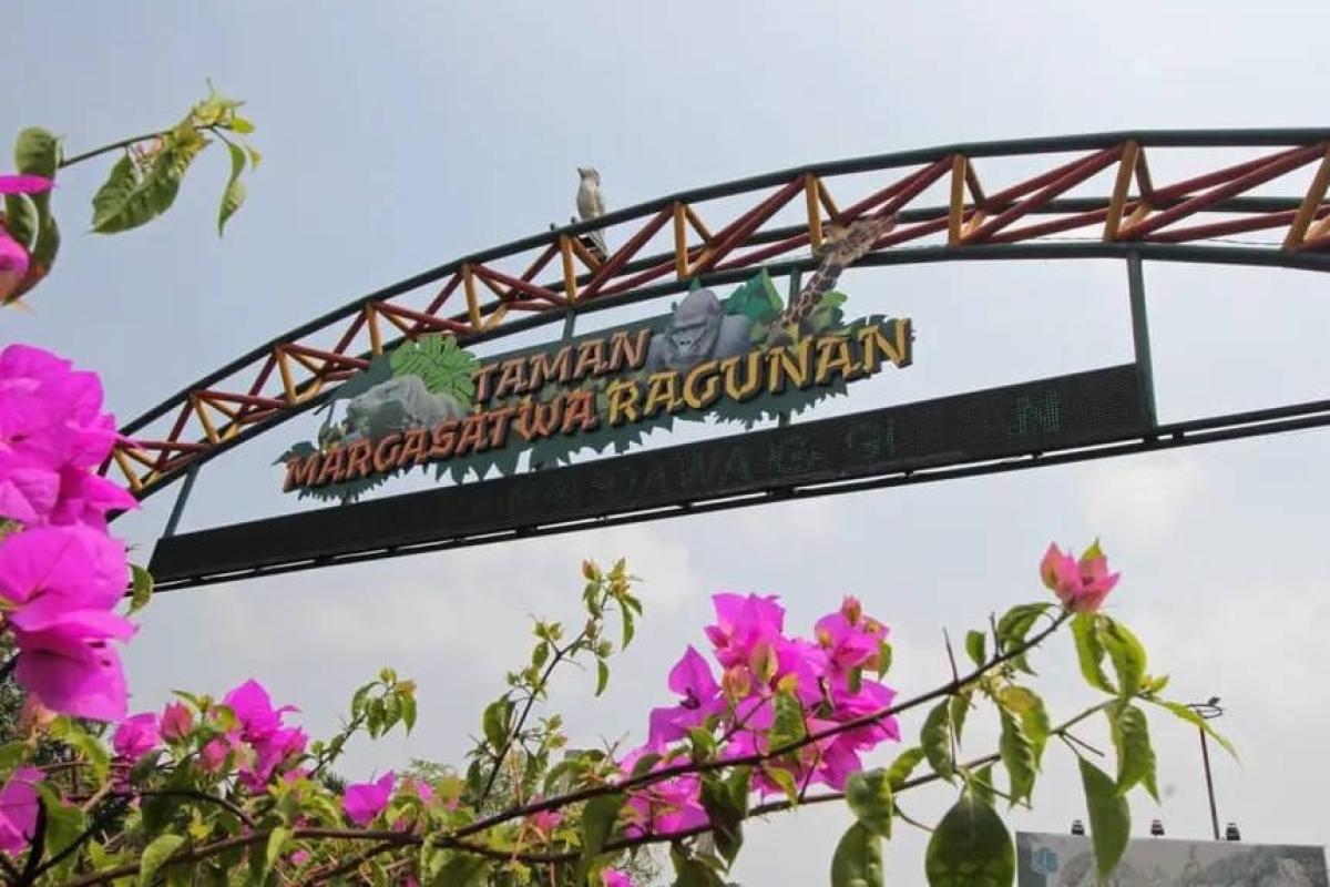 Konsep Baru Wisata Ragunan Berhasil Gaet Ribuan Pengunjung Setiap Minggu