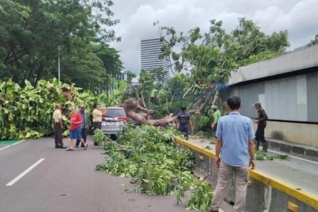 Lalu Lintas Senayan Terganggu, Pohon Tumbang Tutupi Jalur Transjakarta