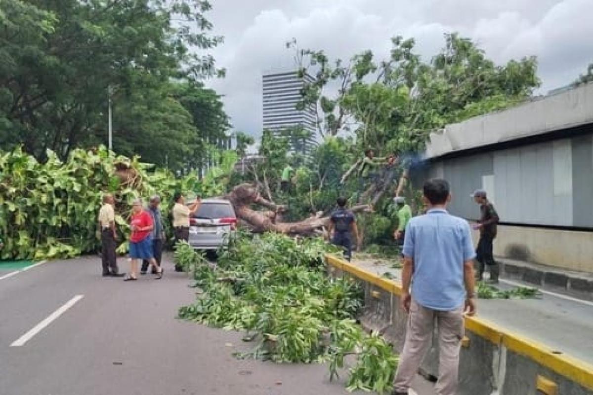 Lalu Lintas Senayan Terganggu, Pohon Tumbang Tutupi Jalur Transjakarta