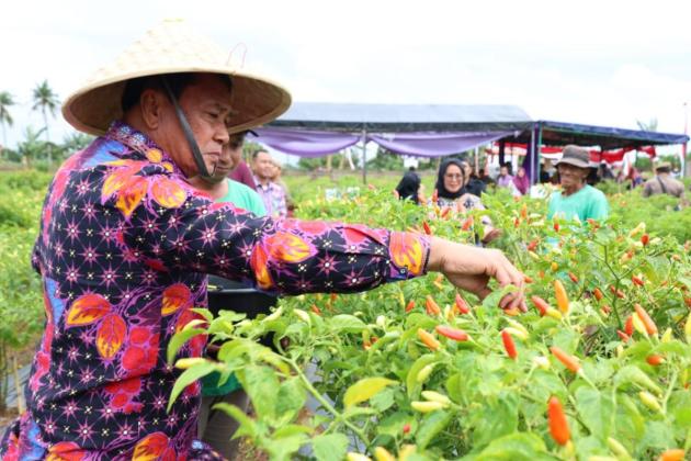 Panen Raya Cabai Setan di Kabupaten Tangerang Dongkrak Ekonomi Petani