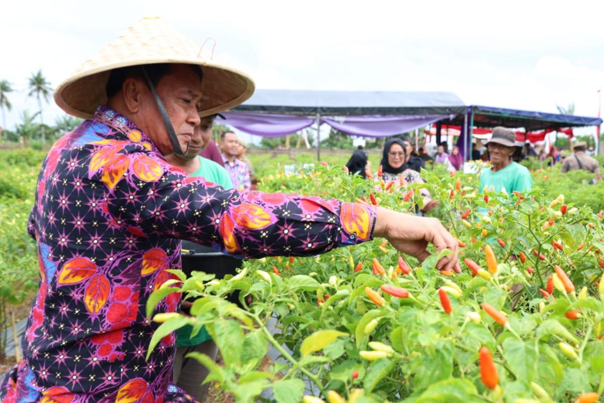 Panen Raya Cabai Setan di Kabupaten Tangerang Dongkrak Ekonomi Petani