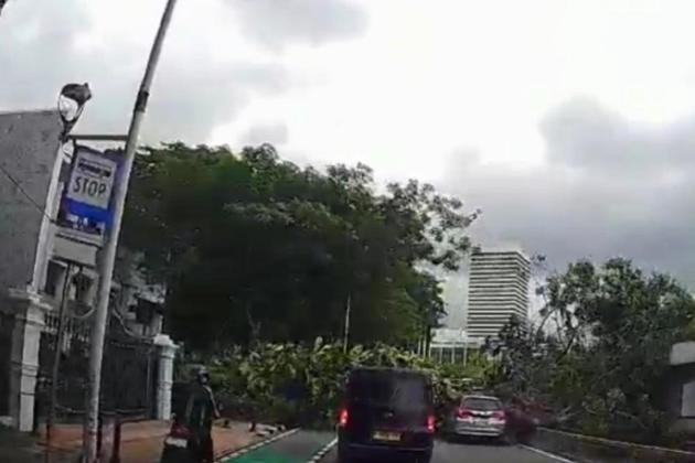Pohon Tumbang di Bundaran Senayan, Jalan Ditutup Sementara