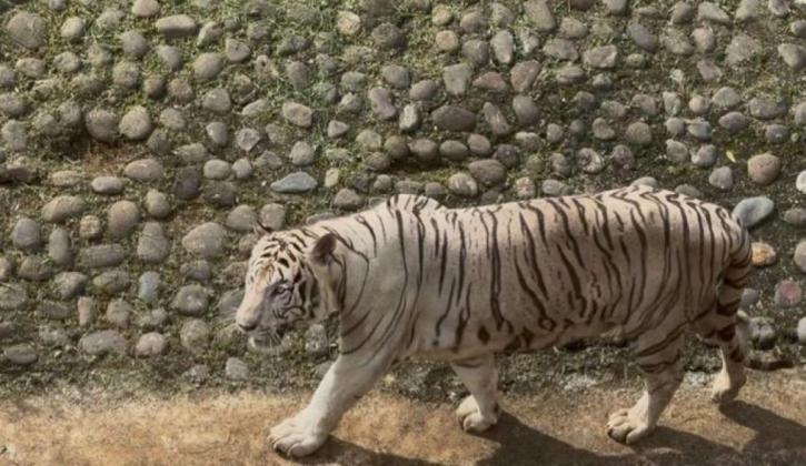 Pramono Tanggung Sendiri Pakan Harimau Miliknya di Ragunan