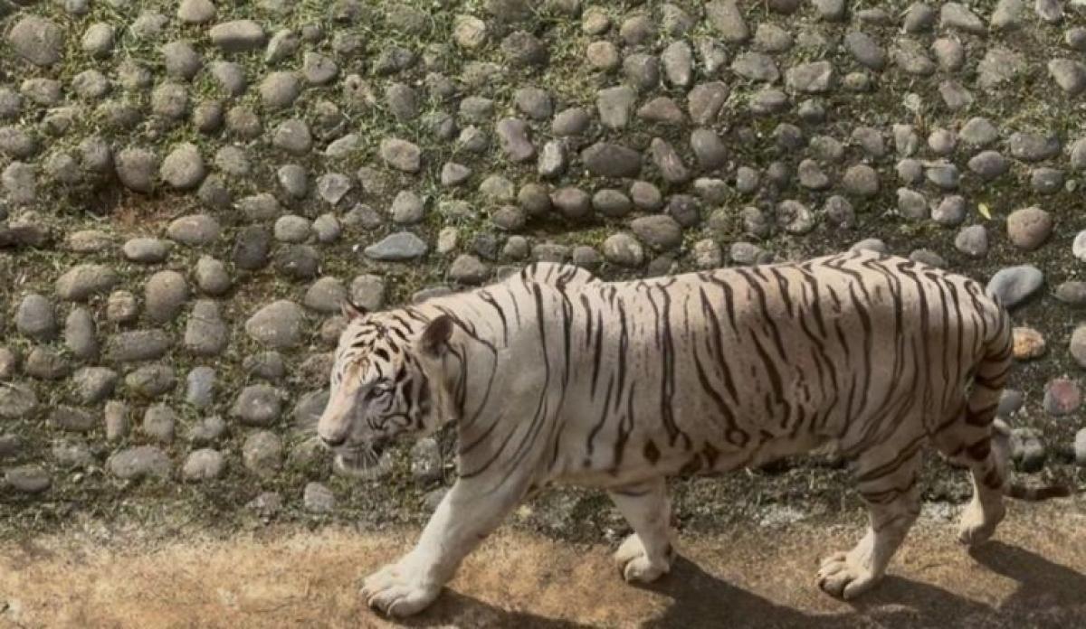 Pramono Tanggung Sendiri Pakan Harimau Miliknya di Ragunan
